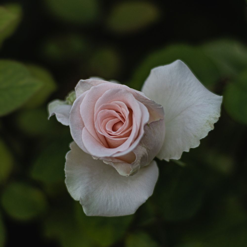 Photograph by Анатолий Пермяков