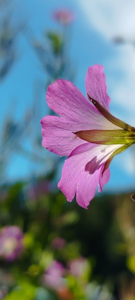 Photograph by Любовь Макарова