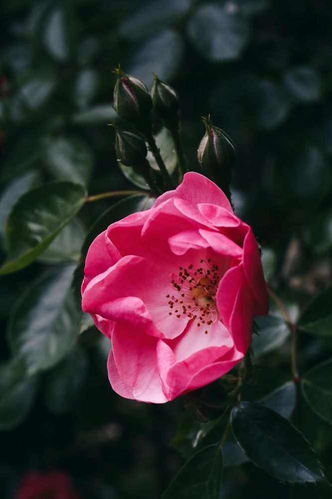 Photograph by Olga Pavich