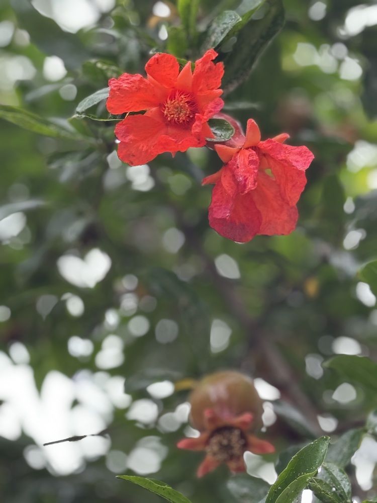 Photograph by Наталья Арнаутова