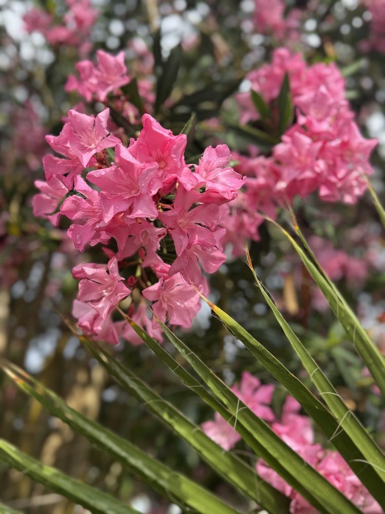 Photograph by Наталья Арнаутова