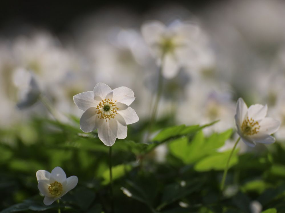 Photograph by Марианна Браун