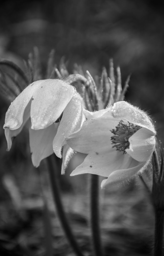 Photograph by Света Назарова