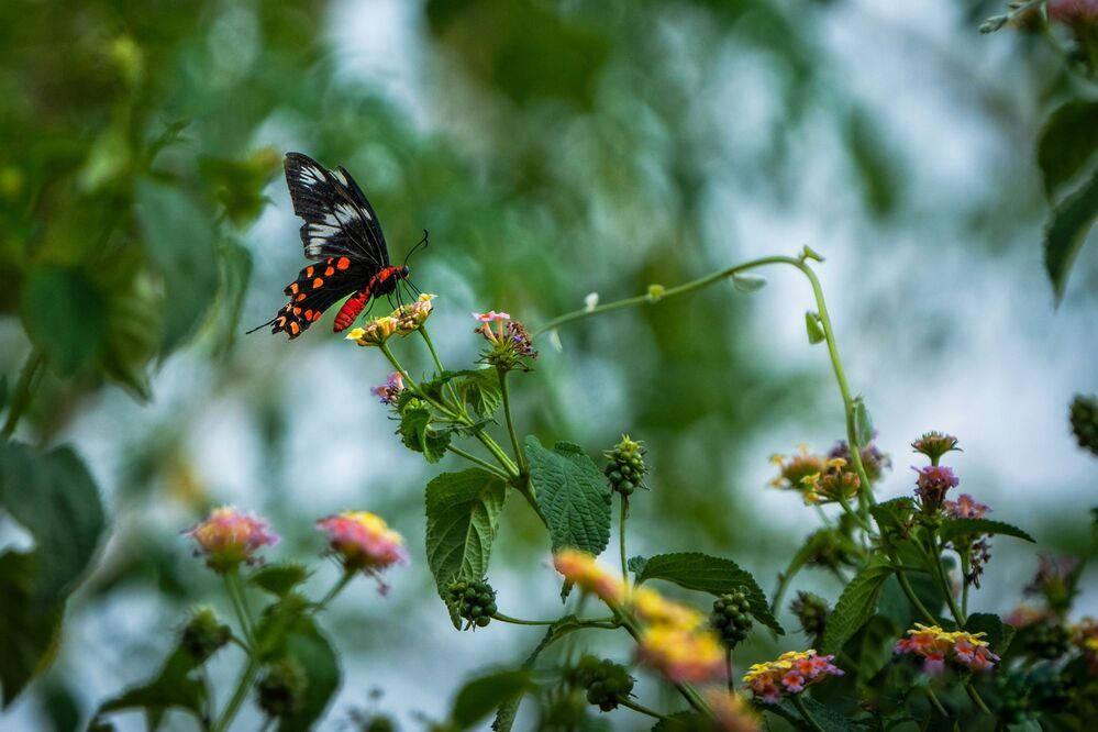 Photograph by mahadevan Arige