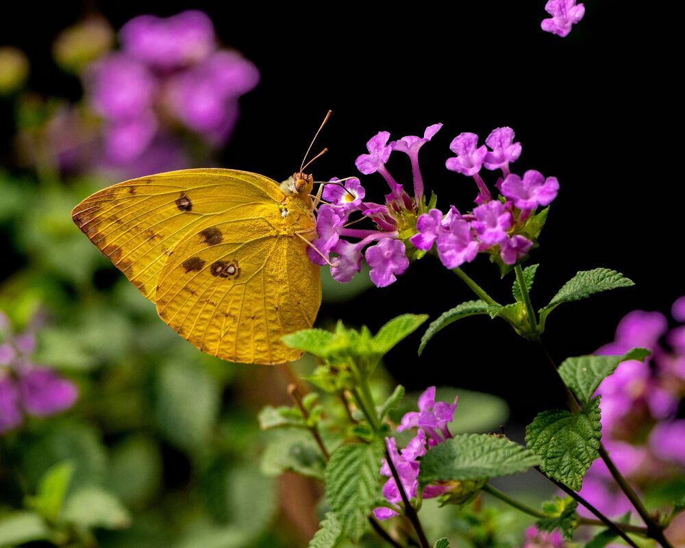 Photograph by mahadevan Arige