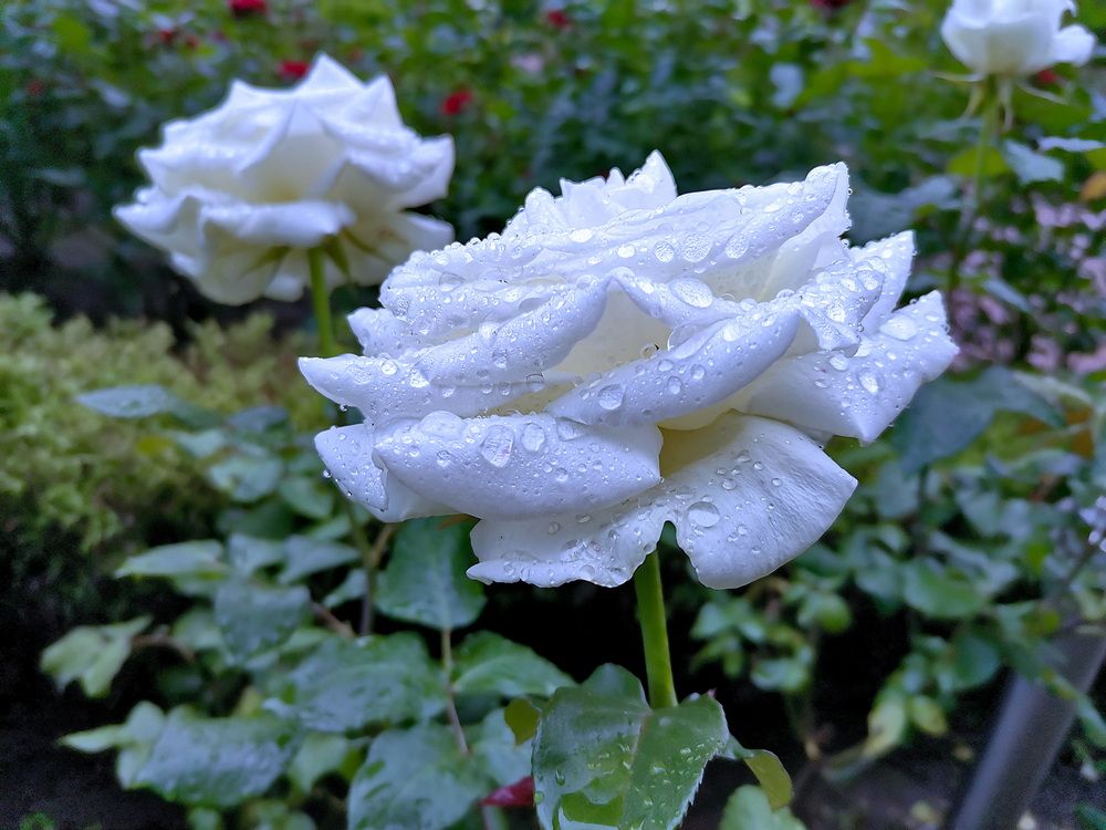 Фотография автора АЛЕКСАНДР ЦЫГЕЛЬНЮК