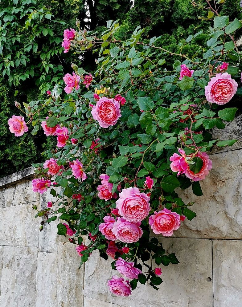 Фотография автора АЛЕКСАНДР ЦЫГЕЛЬНЮК