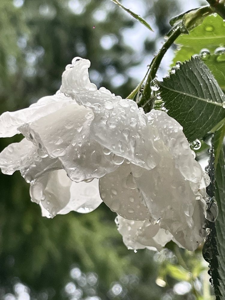 Photograph by Nadya Sterligova