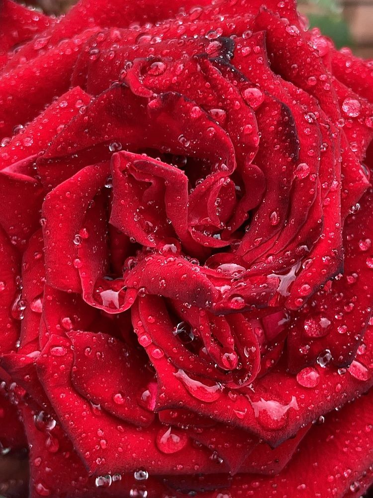 Photograph by Nadya Sterligova