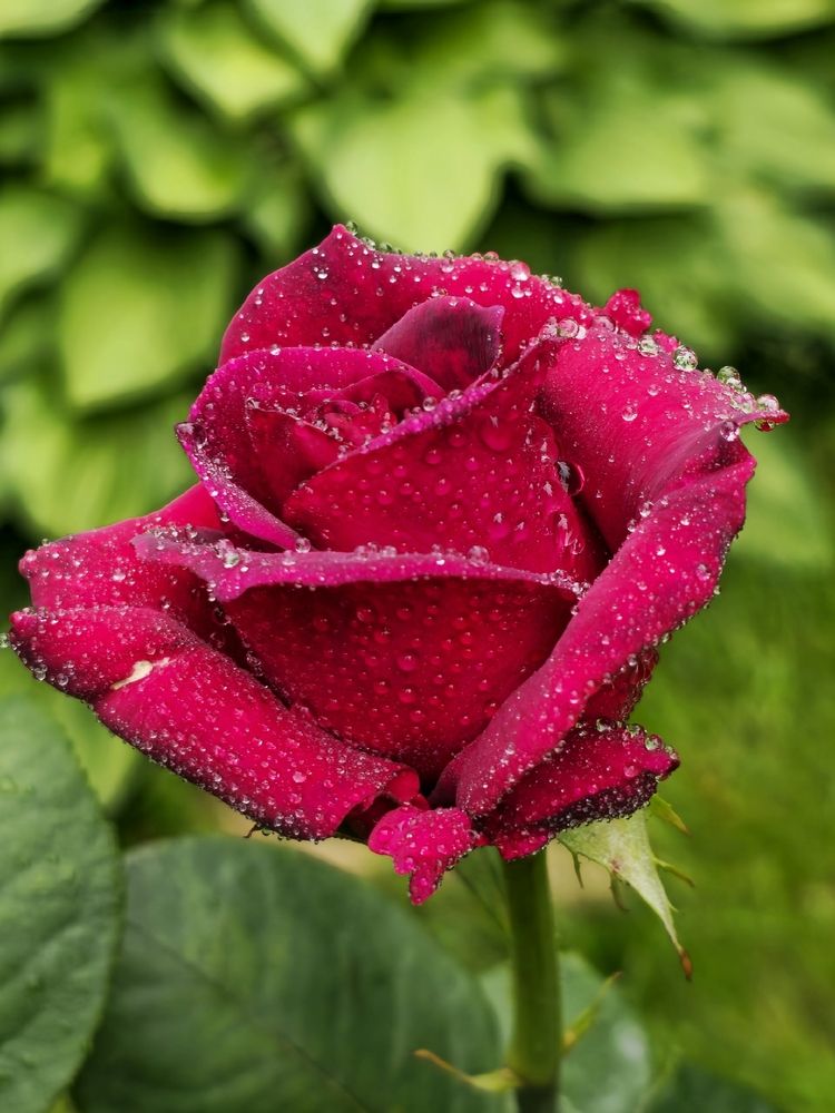 Фотография автора Maria Yakovleva