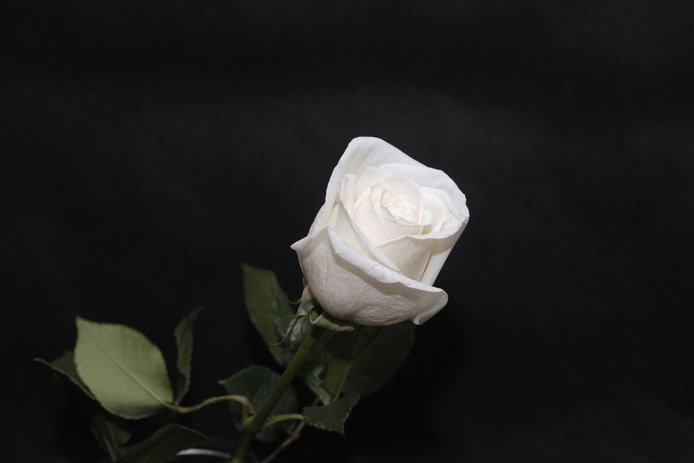 Photograph by Pavel Gukov