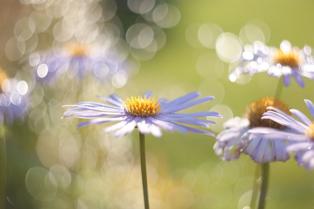 Photograph by Елена