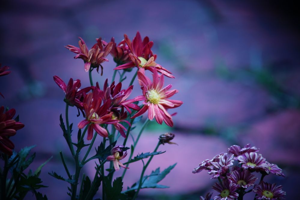 Photograph by Dr. Sugianto, S.E., M.Si., Ak