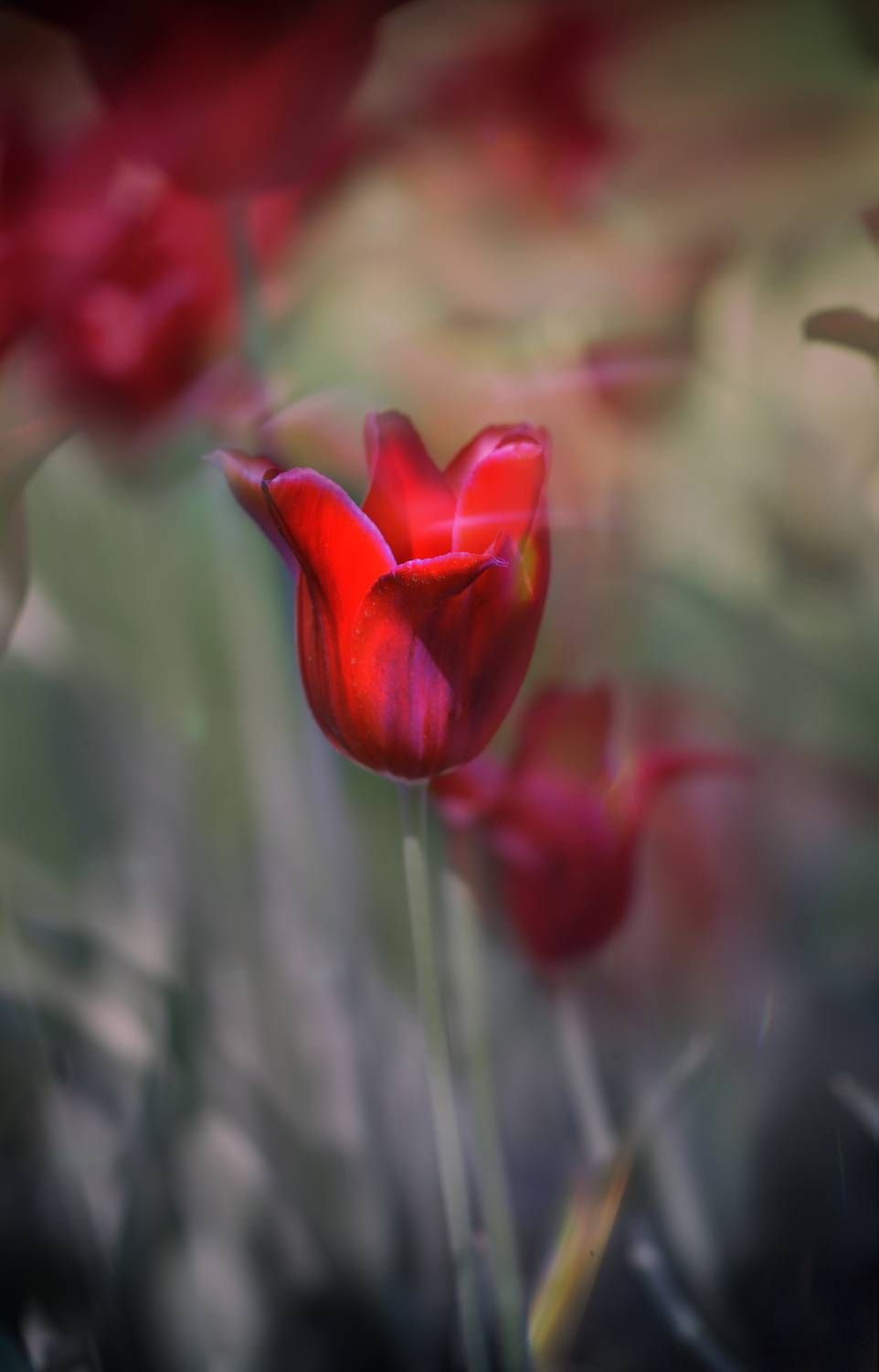 Tulip