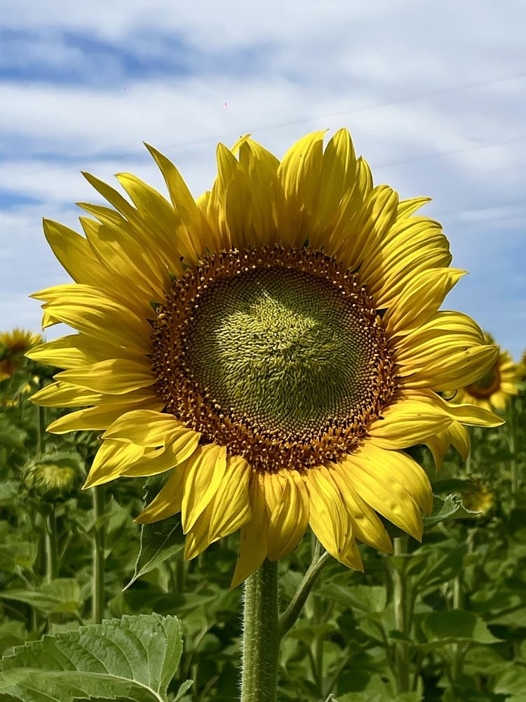 Photograph by Nadya Sterligova