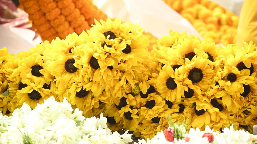 Фотография автора Shreyan Dey Sarkar