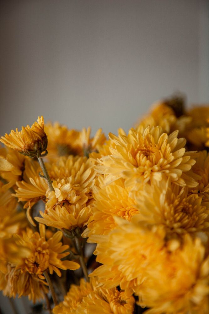 Хризантема