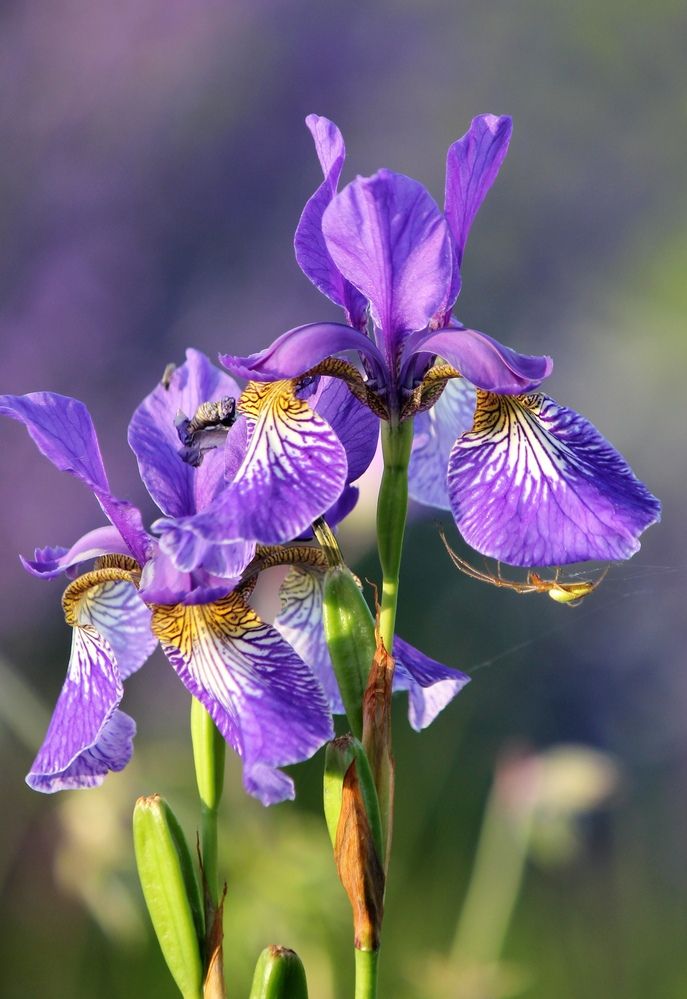 Photograph by Татьяна Сычёва