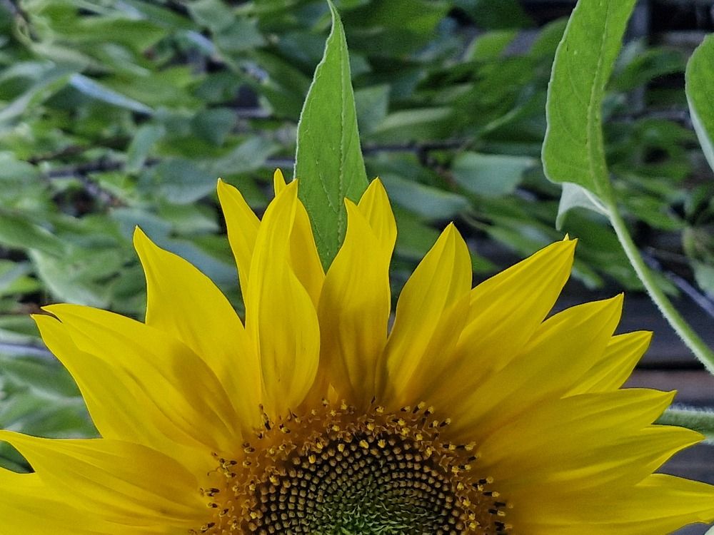 Фотография автора Анастасия Чекалина