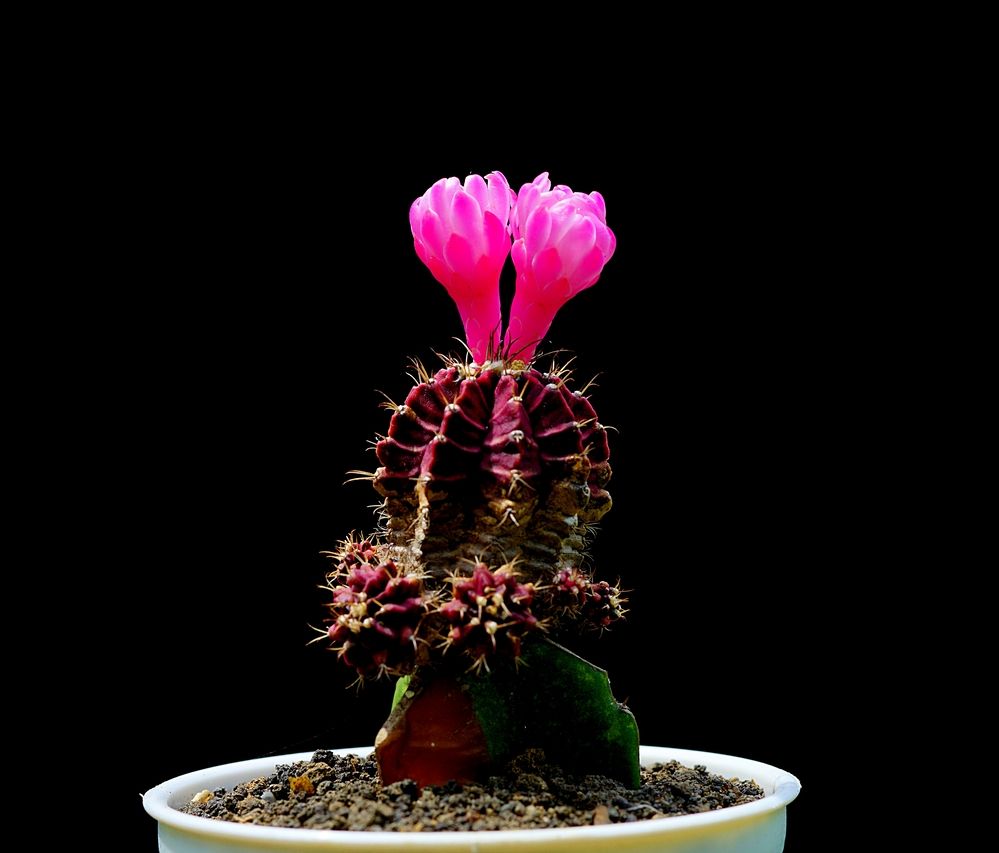 Photograph by Dr. Sugianto, S.E., M.Si., Ak