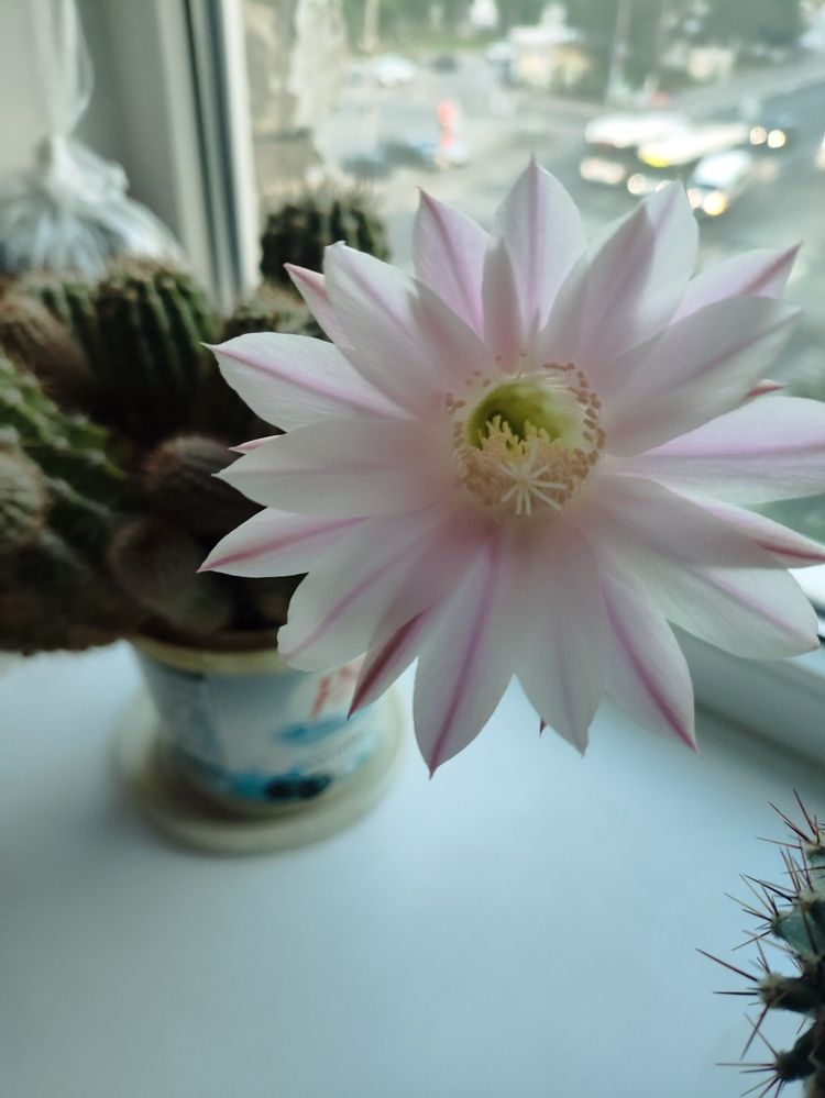 Photograph by Наталья Додонова