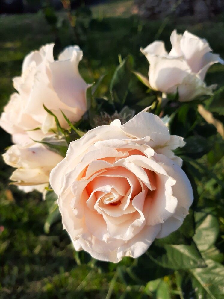 Photograph by Галина Глазкова