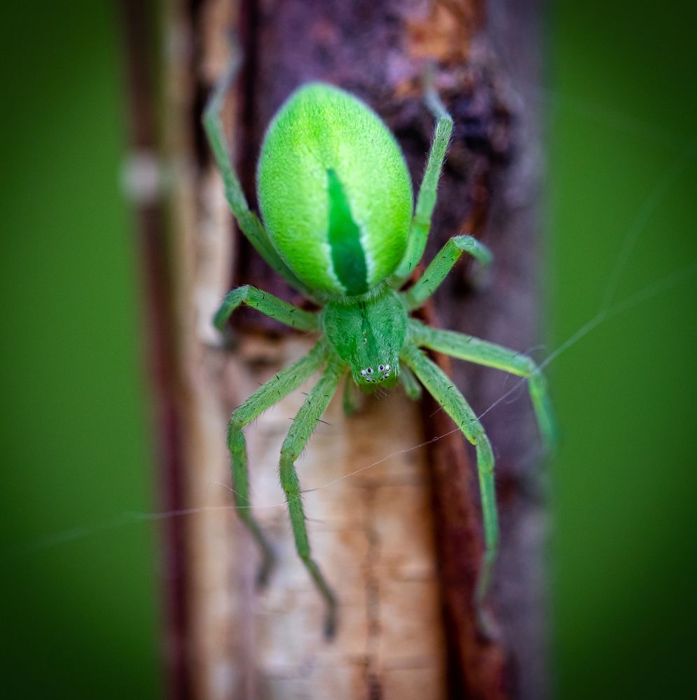 Photograph by George Alexandru Ghiuro