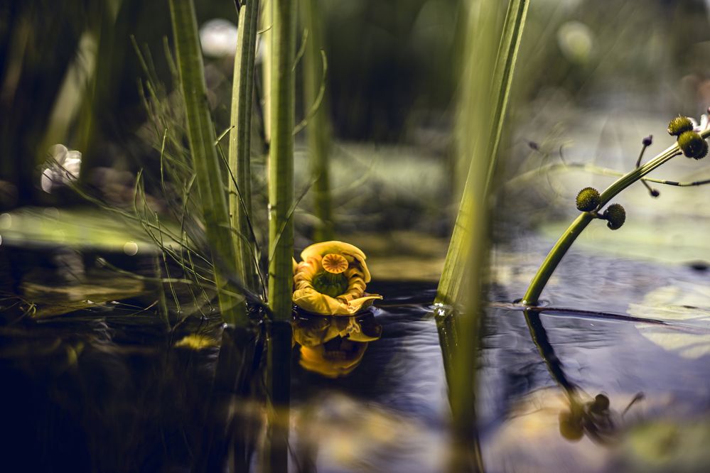 Photograph by Вячеслав Ват