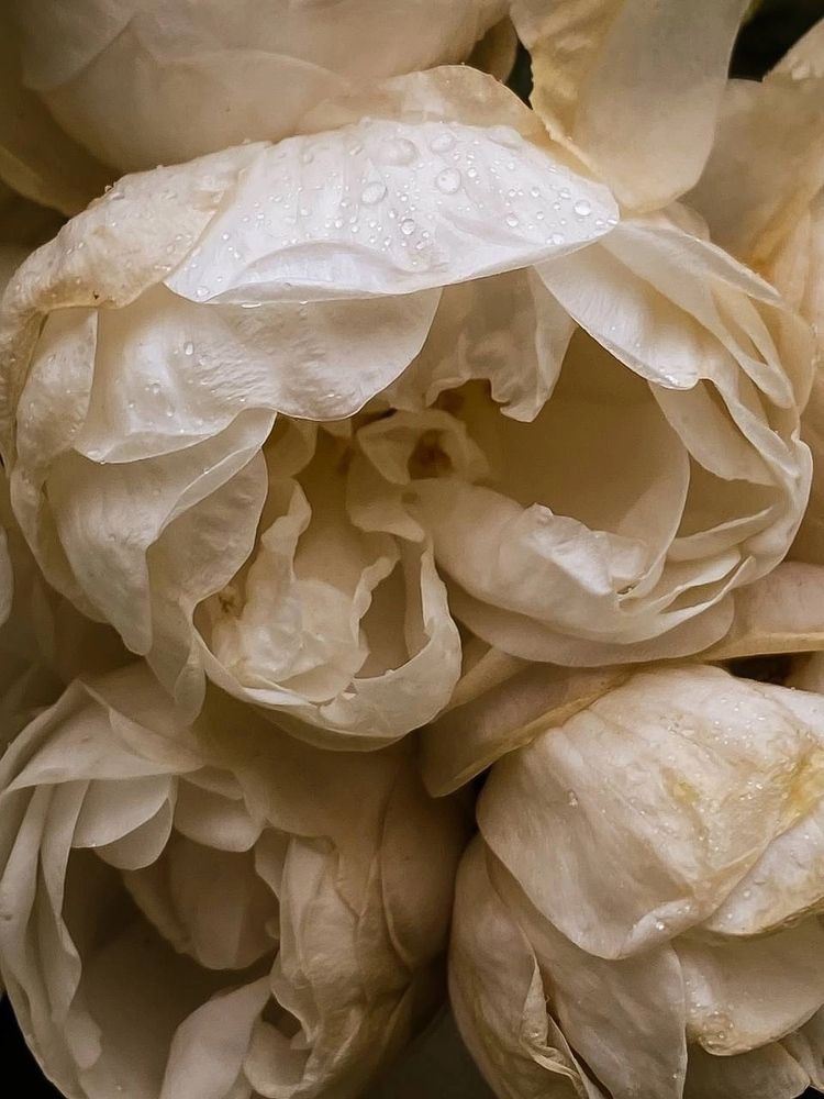 Photograph by Анастасия Гульванюк