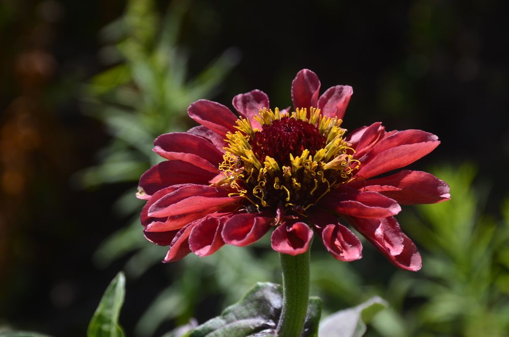 Фотография автора Алексей Власов