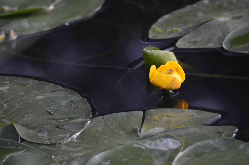 Фотография автора Алексей Власов