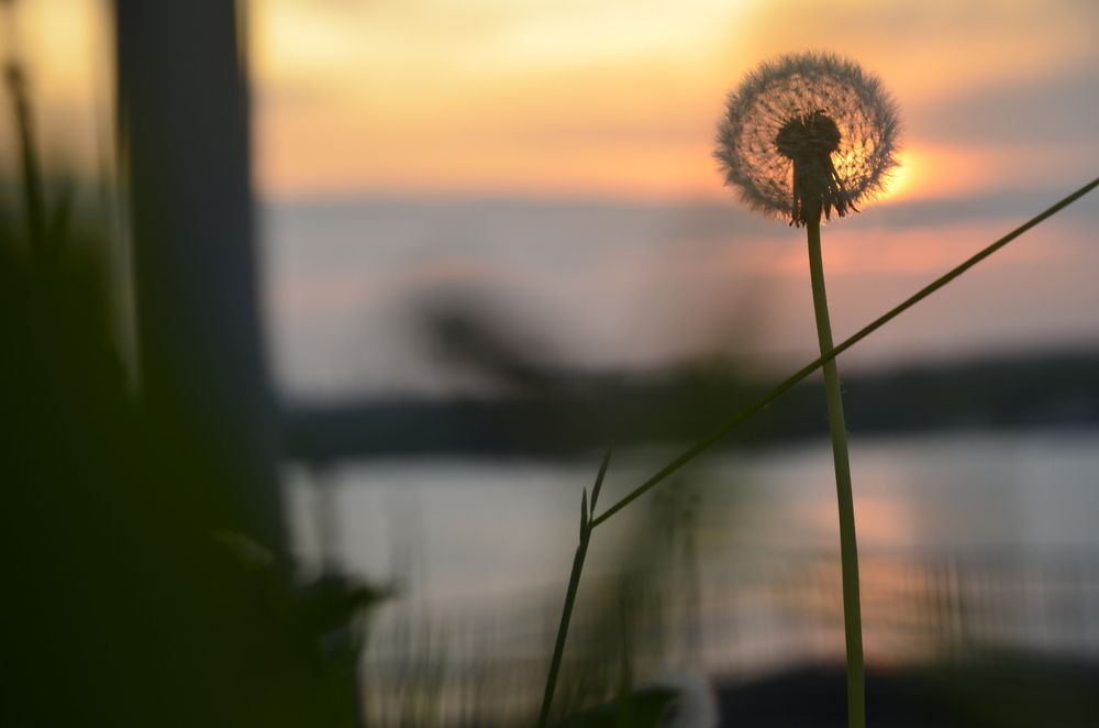 Фотография автора Алексей Власов