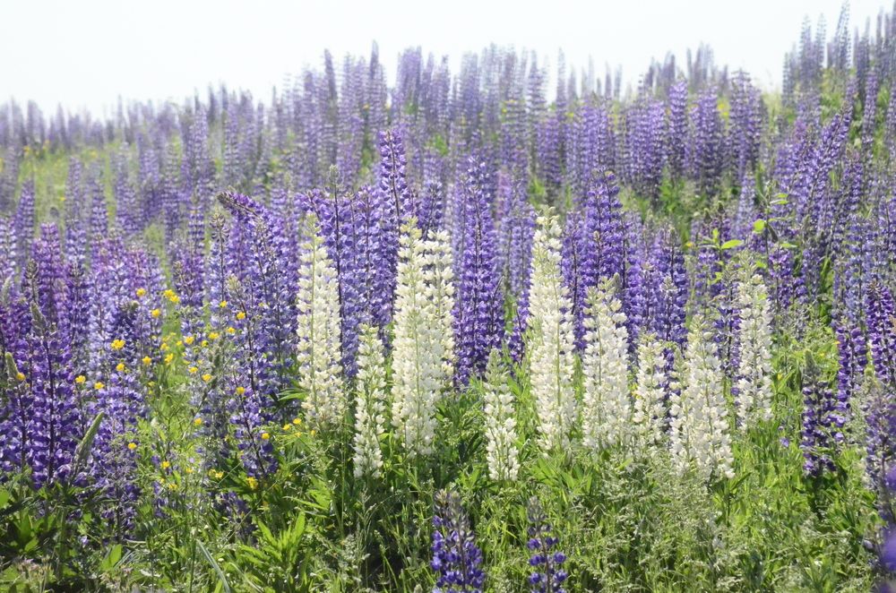 Фотография автора Алексей Власов