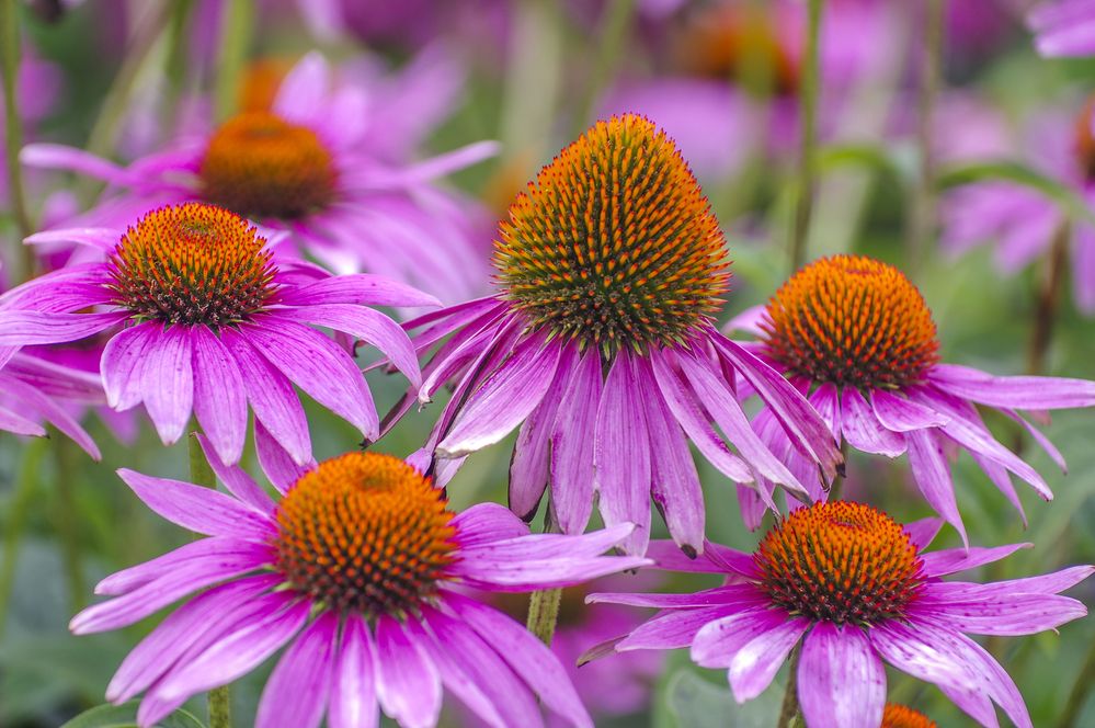 Photograph by Михаил Измайлов