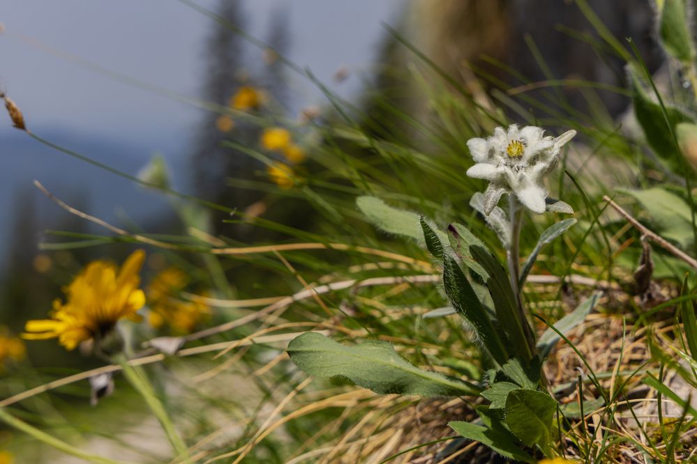 Photograph by George Alexandru Ghiuro