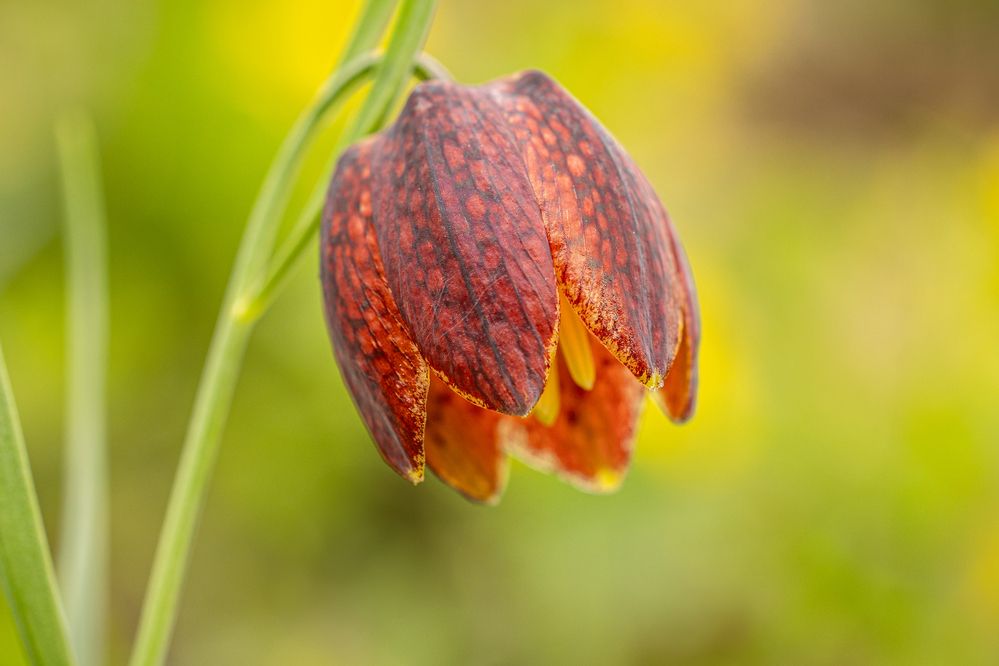 Photograph by George Alexandru Ghiuro