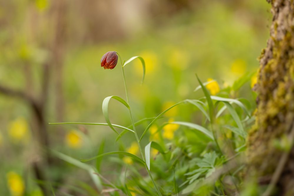 Photograph by George Alexandru Ghiuro