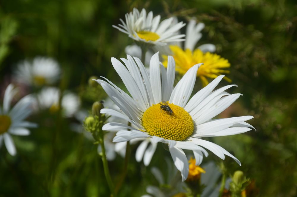 Фотография автора Алексей Власов