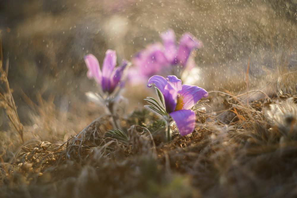 Photograph by Нерозя Александр