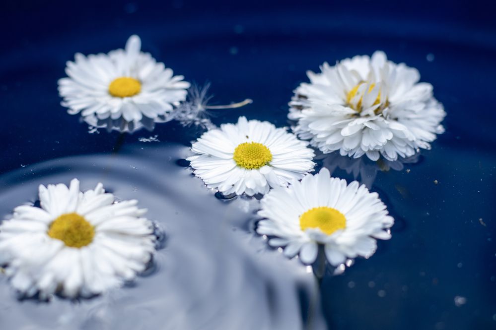 Photograph by Елена Григорьева