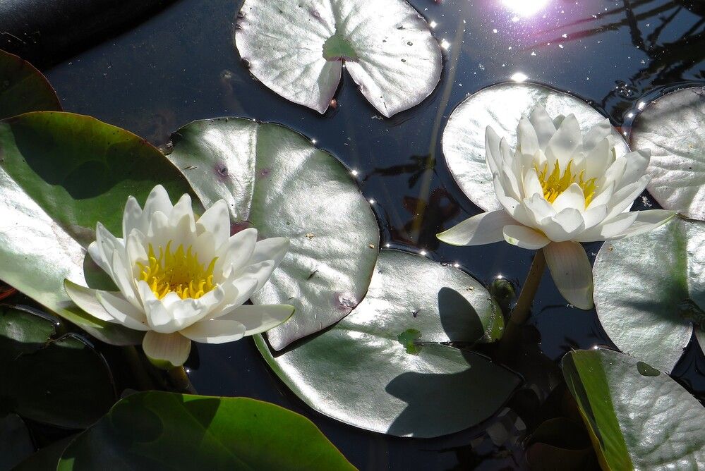 Лилии водяные