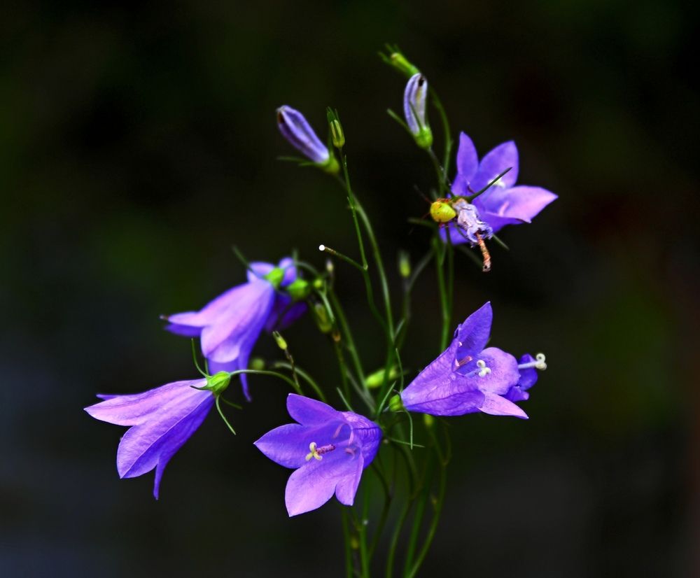 Photograph by Юлия Иванова