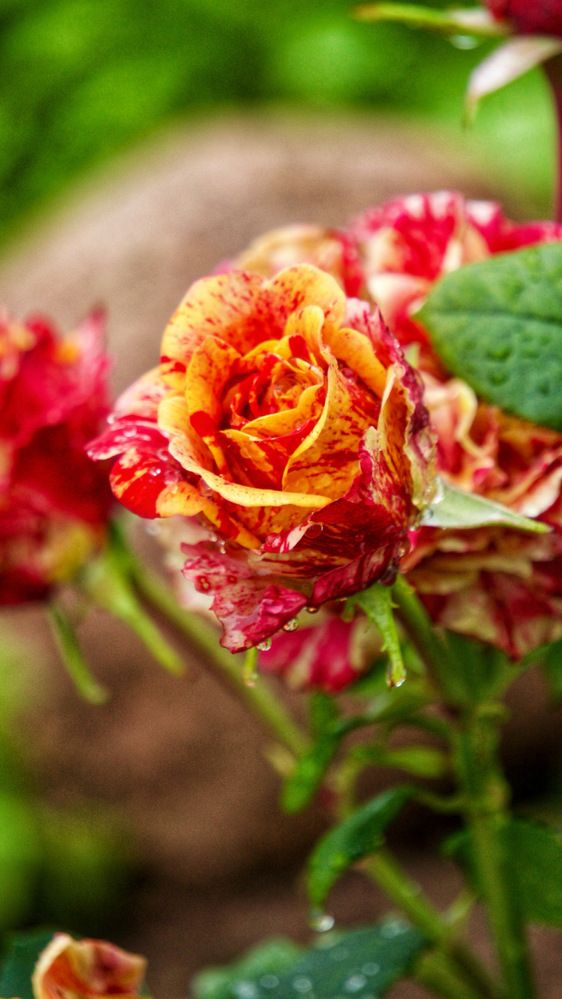 Photograph by Oksana Smorodina