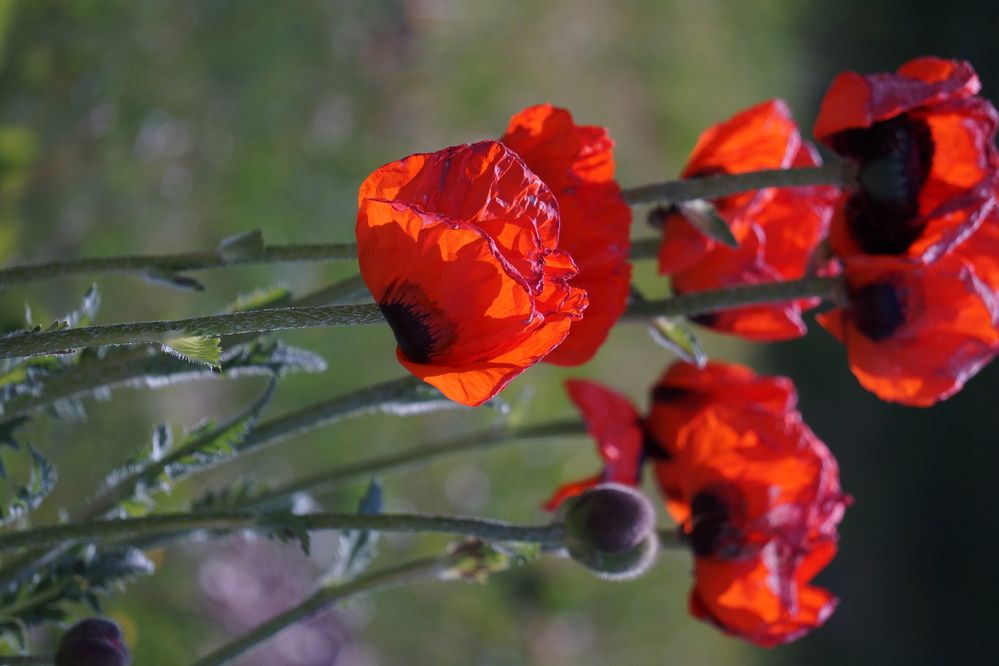 Photograph by Oksana Smorodina