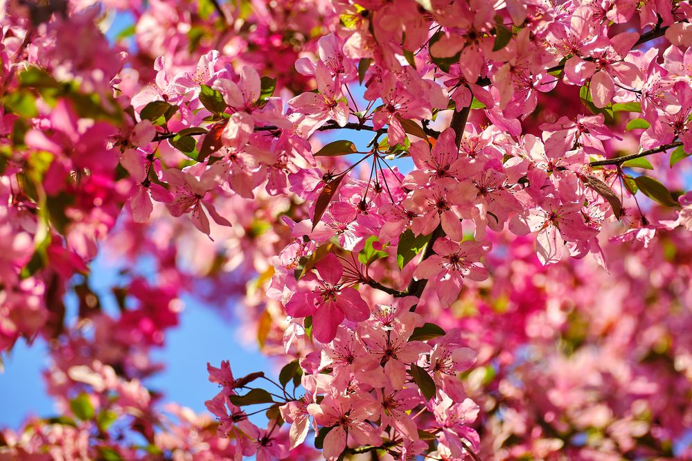 Фотография автора VIZO