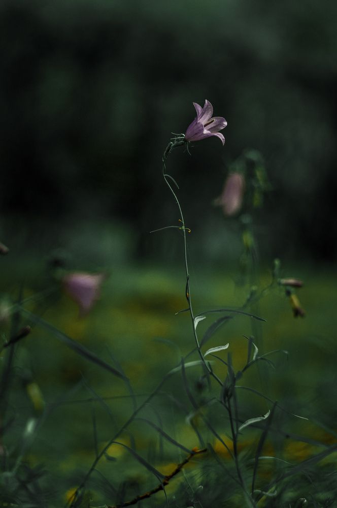 Photograph by Алина Смирнова