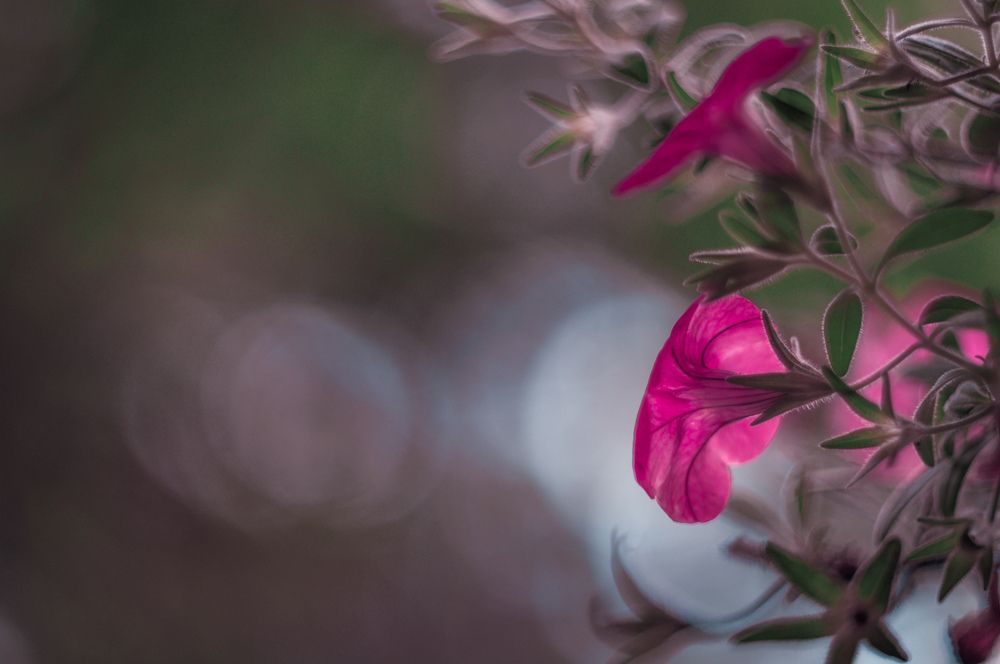 Photograph by Алина Смирнова