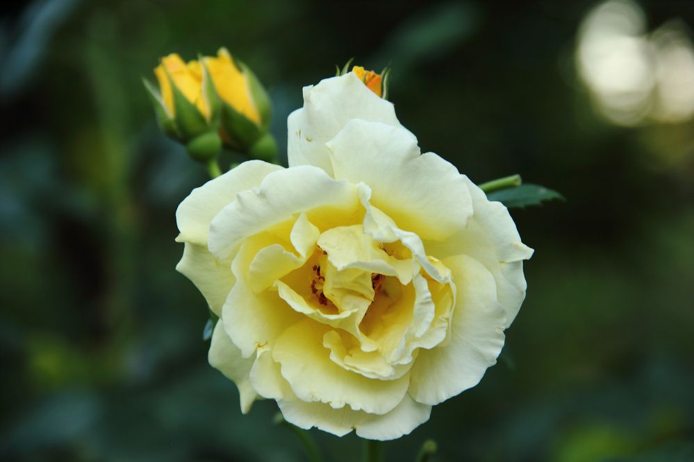 Photograph by Алексей Шевцов