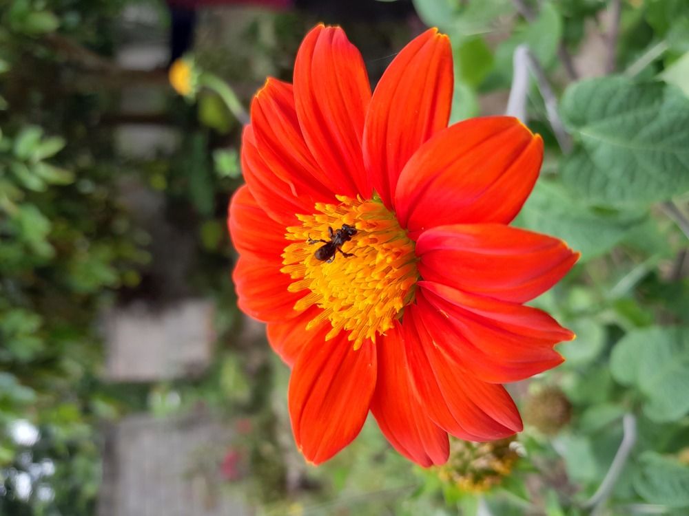 Фотография автора Zulfa