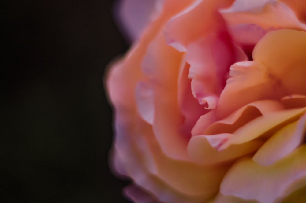 Photograph by Алина Смирнова